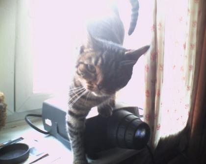 Meine Katze Ming sucht ein neues zuhause ...