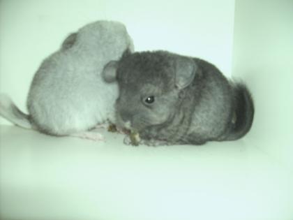 2 süße Chinchilla Babys abzugeben