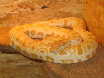 1.1 tigerpython Dnz.06