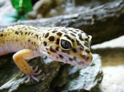 1.3 Leopardgeckos zu verkaufen