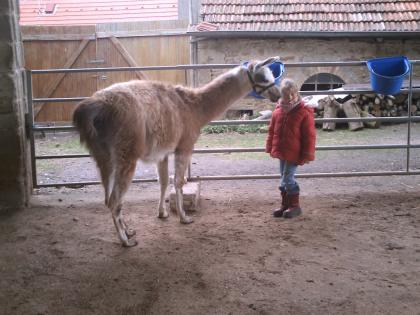 2 Lama - Wallache + 1 Junghengst zu verkaufen