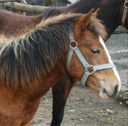 9 monate altes Pony sucht ein liebevolles zu hause