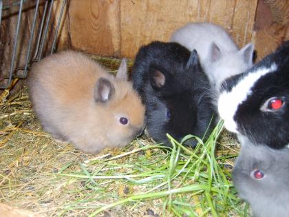  junge Zwergkaninchen  Löwenköpfchen  zu verkaufen