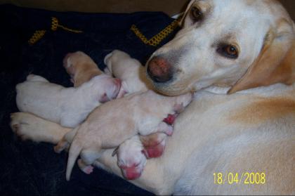 SÜSSE LABRADOR WELPEN, EMMA HAT WUNDERSCHÖNE LABBI BABYS ZUR WELT GEBRACHT,