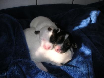 3 Jack Russel Welpen im Juni08 abzugeben