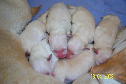 Labrador Welpen, Blond,