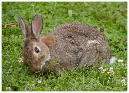 Kaninchen abzugeben