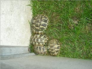 Verkaufe griechische Landschildkröten