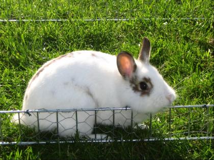 Verschenke 3 Kanninchen mit Käfig