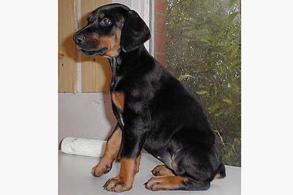 Dobermannwelpen Schwarz/Rot