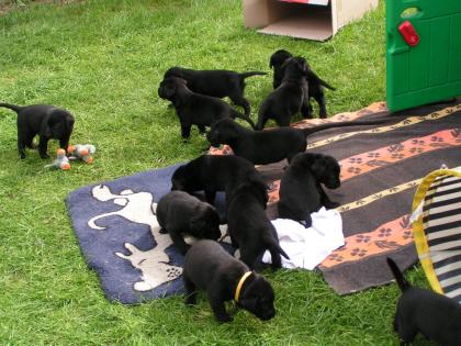 Labradorwelpen lackschwarz