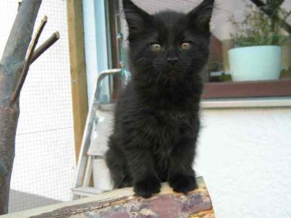 Supersüße Maine Coon Herzensbrecherin sucht....