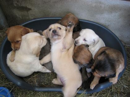 8 süsse Mischlings-Welpen suchen ein liebevolles Zuhause!