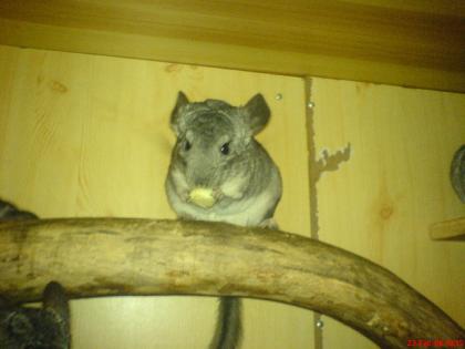 Wer gibt süßen, zamen Chinchillas ein schönes zuhause?