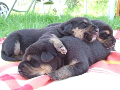 3 Entlebucher-Schäferhund-Mix-Welpen