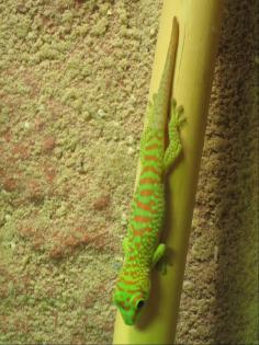 0.0.1 Phelsuma Grandis (High Red) von 02/2008