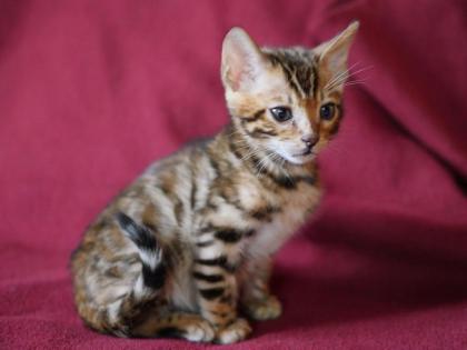 Wunderschöne, reinrassige Bengal Kitten