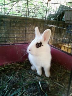 Zwergkaninchen sucht dringent...