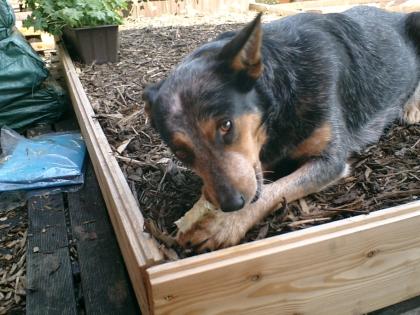 Australian Cattle Dog Hündin, 3 Jahre alt, ruhiges Wesen und nicht überdreht!