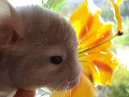 Pastell-Ebony Chinchilla Weibchen kann bald ausziehen