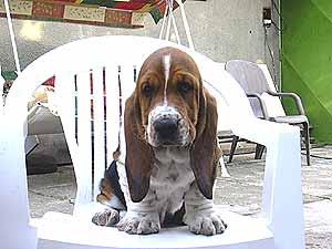 Queens Hermelin basset hound