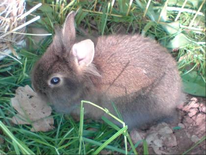 Kleines süßes Zwergkaninchen (Löwen/Teddymix) zu verkaufen