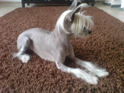 Chinese crested