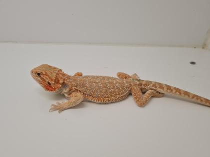 Seltene rote Bartagamen Pogona Vitticeps zu kaufen