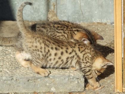 Bengalkitten im KÖNIGSleopardenLOOK ;-) abgabebereit! Bengal