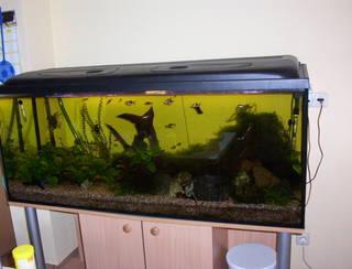 Aquarium 450 l mit allem zubehör