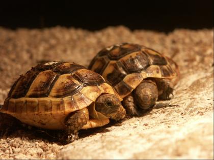 Maurische Landschildkröten Nachzuchten von2021