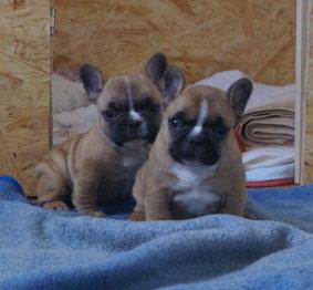 Französische Bulldogge Welpen ab sofort verfügbar