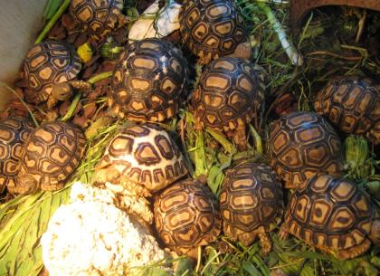 Afrikanische Landschildkröten Babys