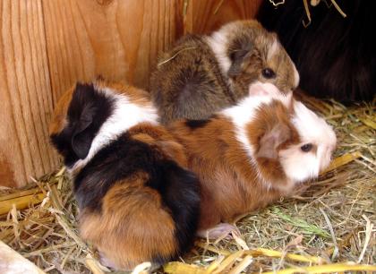 Kerngesunde Meerschweinchen Babys  Weibchen und Böcke