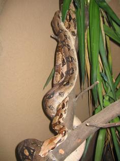 Biete 2 Boa constrictor (adult )