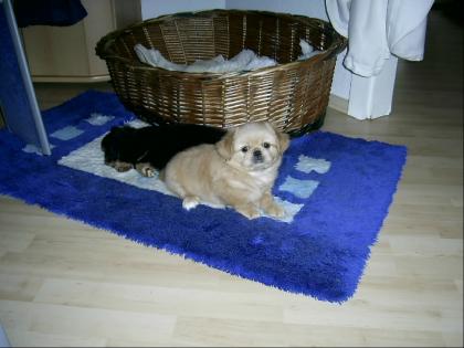 Pekingese-Mischlingswelpen