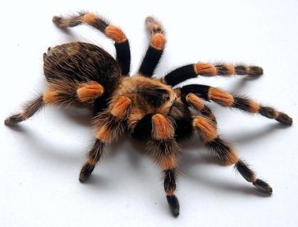 Brachypelma annitha