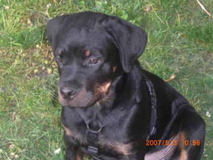 Kupierter rottweilerwelpe 4 monate zu verkaufen