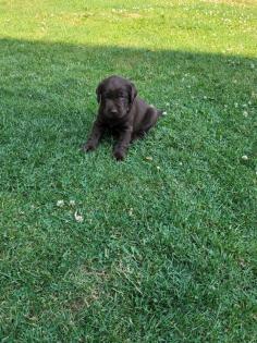 Labrador Welpen reinrassig braun