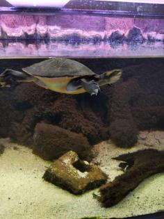 Rotbauch-Spitzkopf-Schildkröte inkl. komplettem Aquarium abzugeben --zu verschen