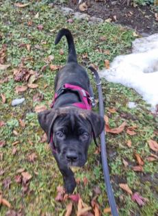 Schweiz-Zürich: Sehr schöne Cane Corso Welpen suchen ein Zuhause