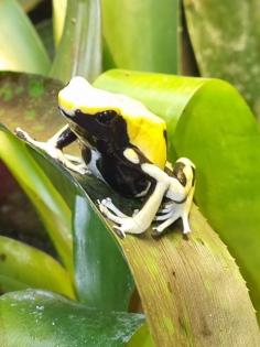 Dendrobates tinctorius 