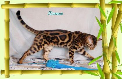 Exklusiver und pfiffiger Bengal Kater, Donat Rosetten, Eyecatcher, unkastriert!