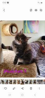 Reinrassige Main Coon Kitten