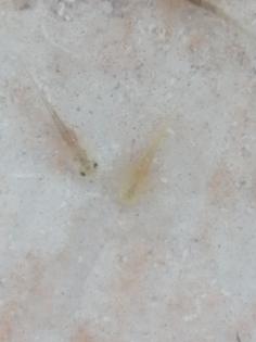 Axolotl babys (zum reservieren)