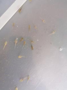 Axolotl babys (zum reservieren)