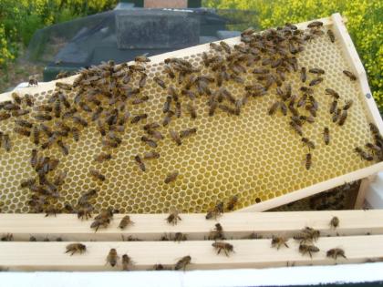 HONIG Frühjahrstracht, Raps- oder Sommerhonig natürlich... vom Imker