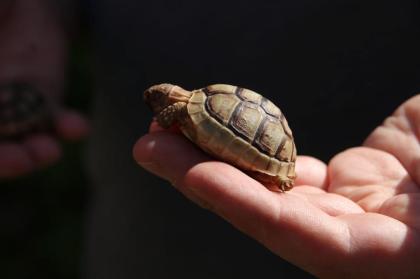 Landschildkröten zu verkaufen NZ2021