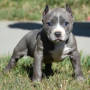 TOP American- Pitbull- Blue- Line- Welpen.