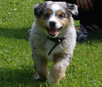 Wunderschöne Liebevoller Reinrassige Traumhafte Australian Shepherd 7 reinrassig